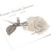 Witte roos sepia