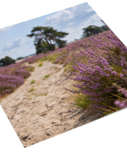 Loonse en Drunense Duinen