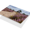Loonse en Drunense Duinen