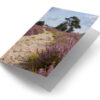 Loonse en Drunense Duinen