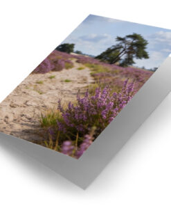 Loonse en Drunense Duinen