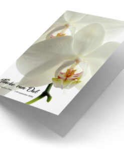 Witte Orchidee