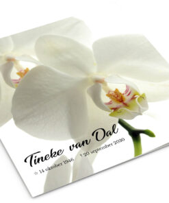 Witte Orchidee