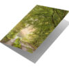 Nederlands bos