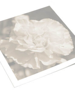Witte anjer sepia