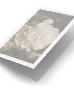 Witte anjer sepia