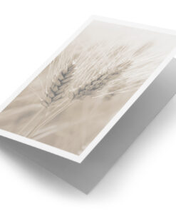 Granen tarwe sepia