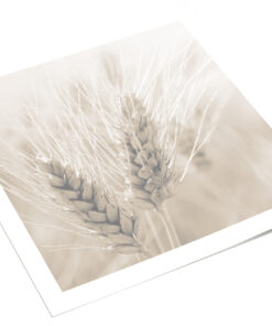 Granen tarwe sepia